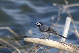 <p>KONIPAS BÍLÝ (Motacilla alba) /White wagtail - Bachstelze/</p>